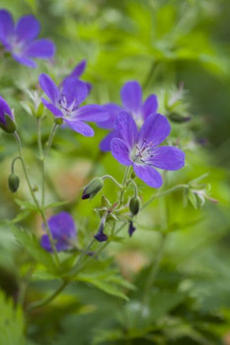 wood cranesbill