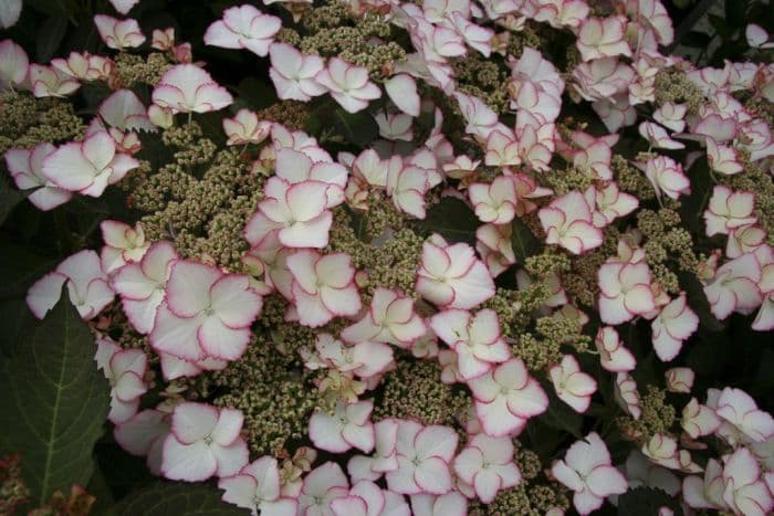 hydrangea 'Love You Kiss'