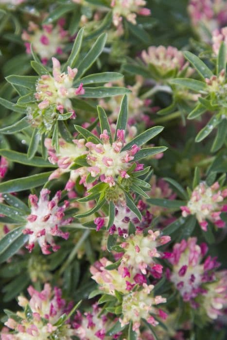 kidney vetch