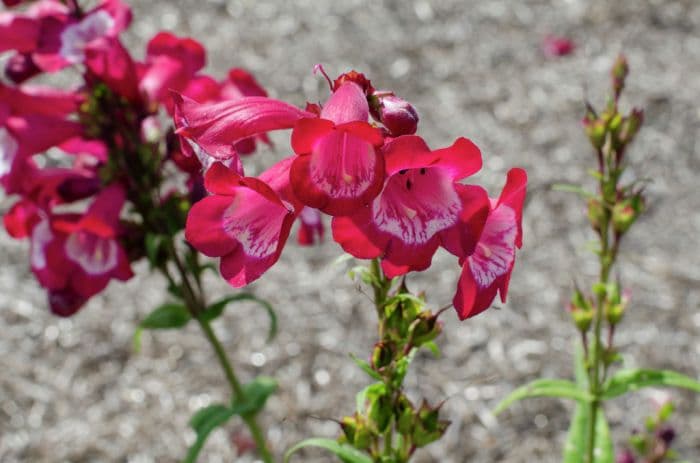 penstemon [Phoenix Magenta]