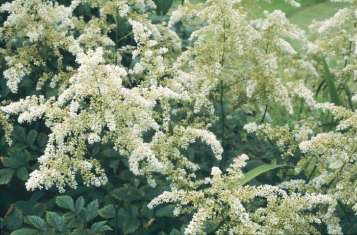 astilbe 'Brautschleier'