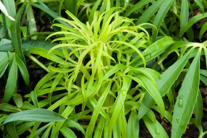 stinking hellebore 'Yellow Wilgenbroek'