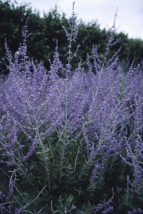 sage 'Blue Spire'