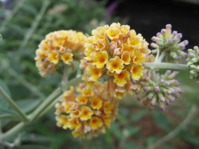 butterfly bush 'Golden Glow'