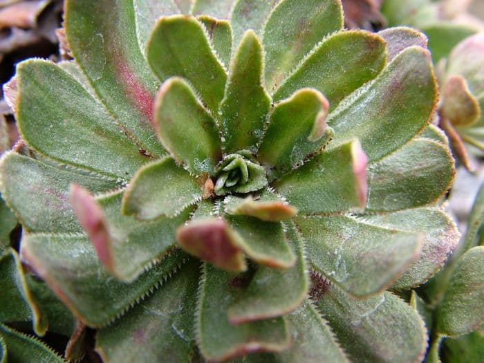 saxifrage 'Slack's Ruby Southside'