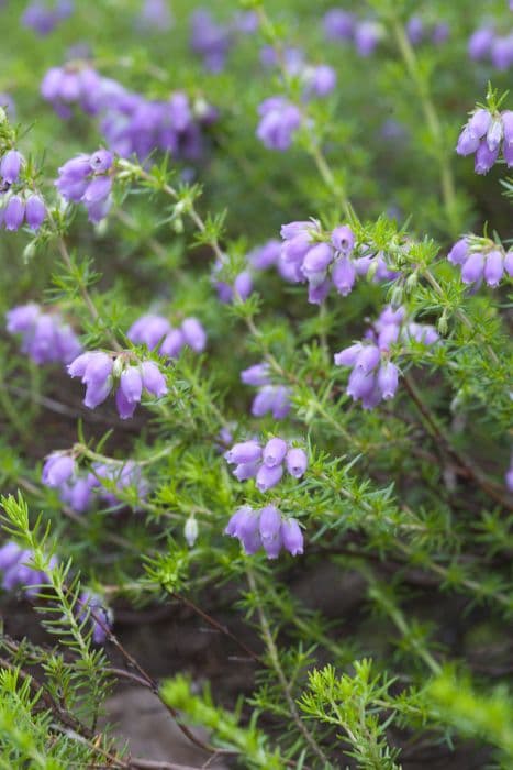 bell heather 'Lime Soda'