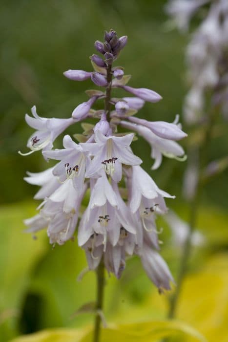 Plantain lily 'Sun Power'