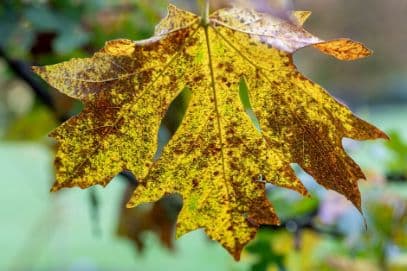 Oregon maple