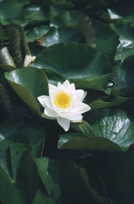 waterlily 'Gladstoniana'