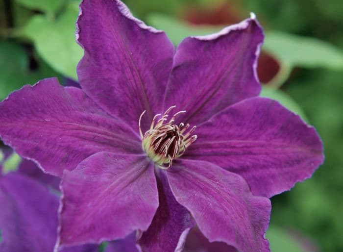 clematis 'Moniuszko'