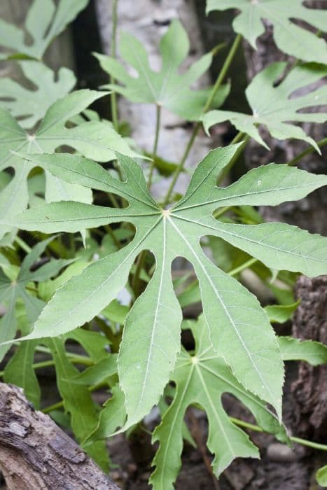 many-fruited aralia