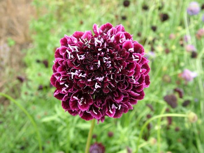 sweet scabious 'Ace of Spades'