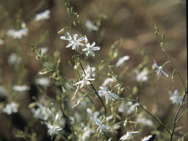 Branched St Bernard's lily