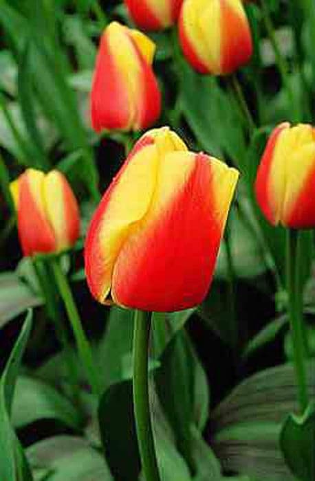 tulip 'Oriental Splendour'