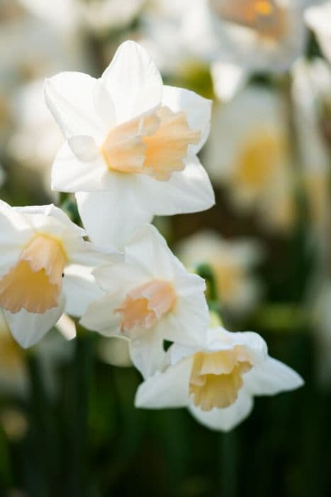 jonquil 'Sweet Smiles'