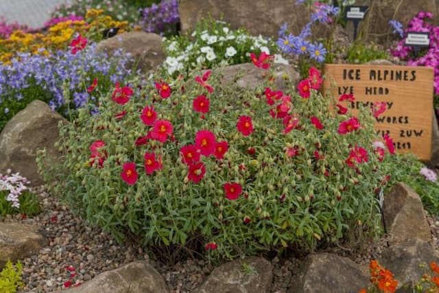 Rock rose 'Beech Park Red'