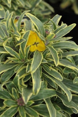 wallflower [Walberton's Fragrant Star]