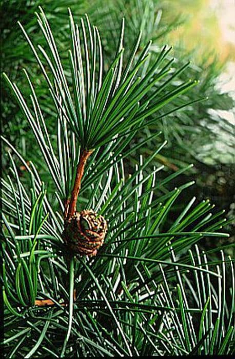 umbrella pine