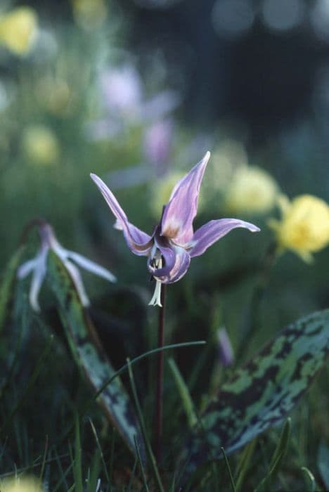 dog's tooth violet