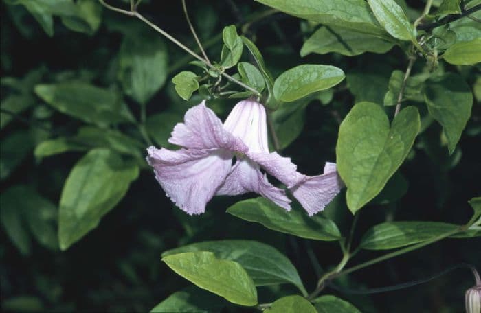 clematis 'Betty Corning'