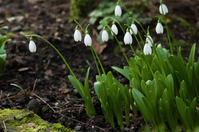 Ikaria snowdrop