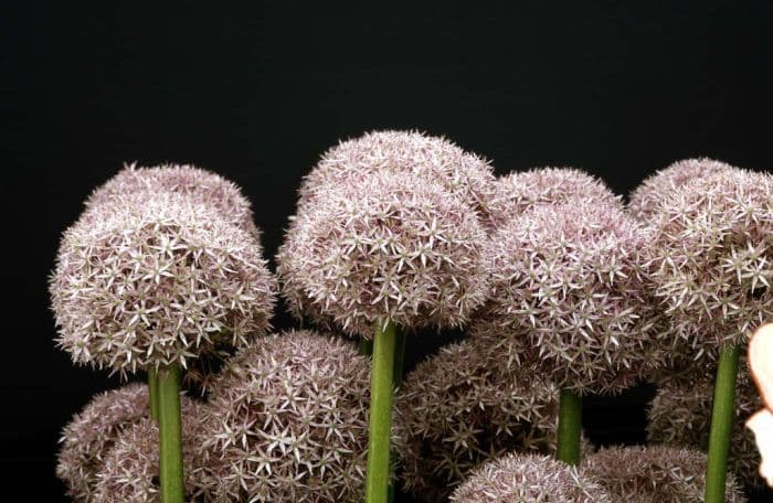 allium 'Beau Regard'