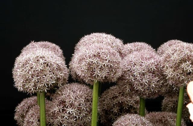 Allium 'Beau Regard'