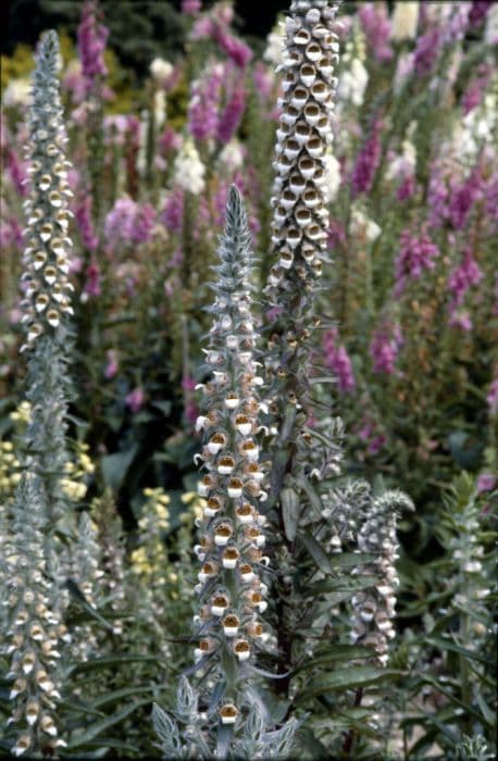 Grecian foxglove