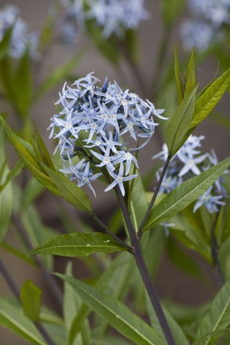 eastern bluestar