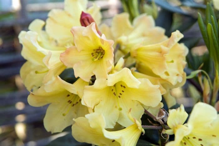 rhododendron 'Nancy Evans'