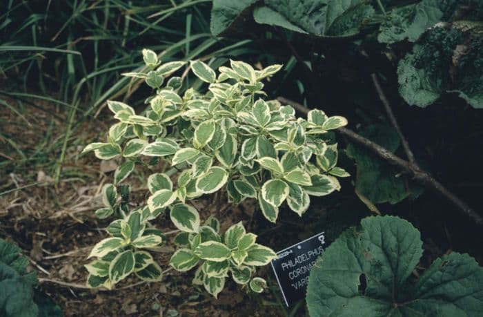 variegated mock orange