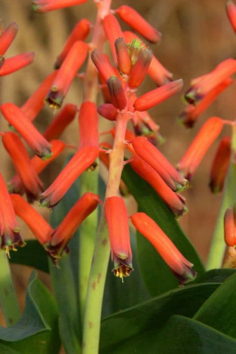 bulb-bearing leopard lily