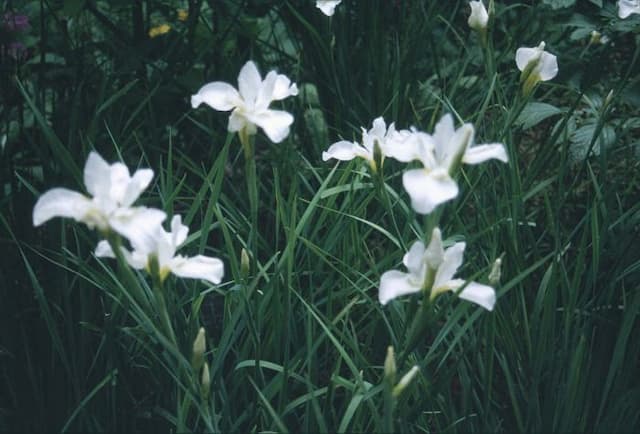 Siberian iris 'White Swirl'