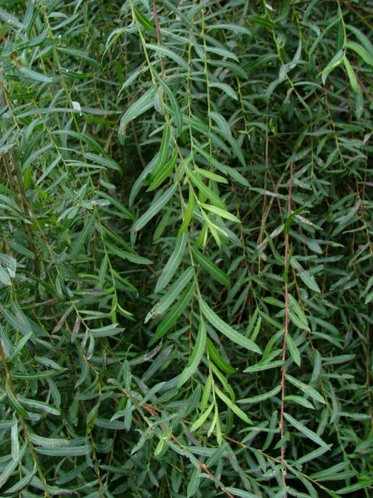 weeping purple willow