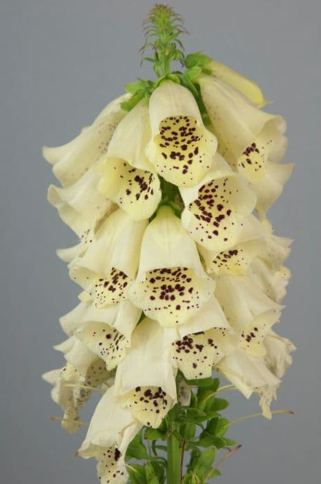 foxglove 'Primrose Carousel'