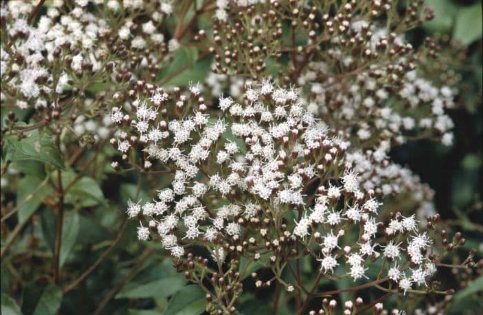 privet-leaved ageratina