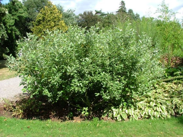 coastal willow