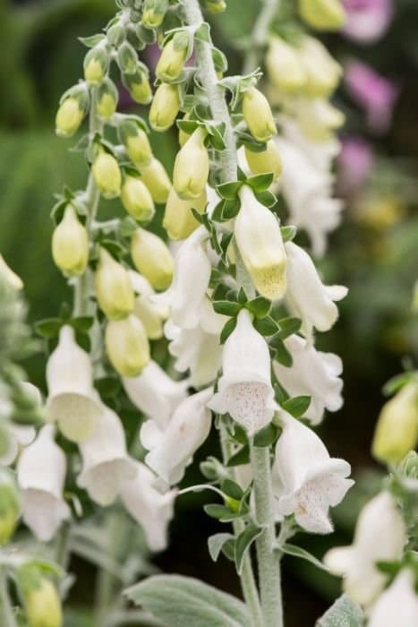 Purple Foxglove 'Silver Fox'