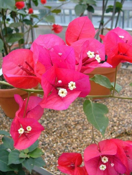 bougainvillea 'San Diego Red'