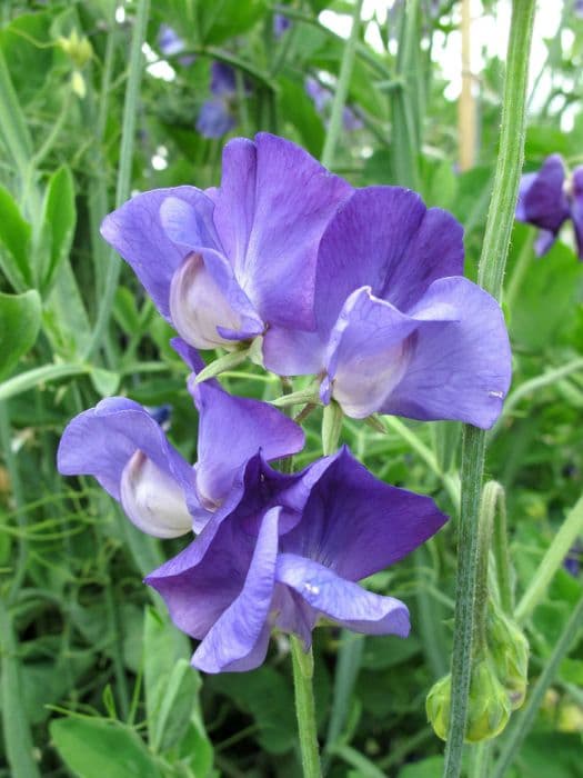 sweet pea 'Heathcliff'