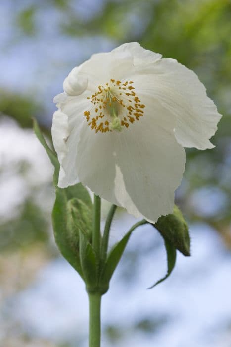 Himalayan blue poppy 'Marit'