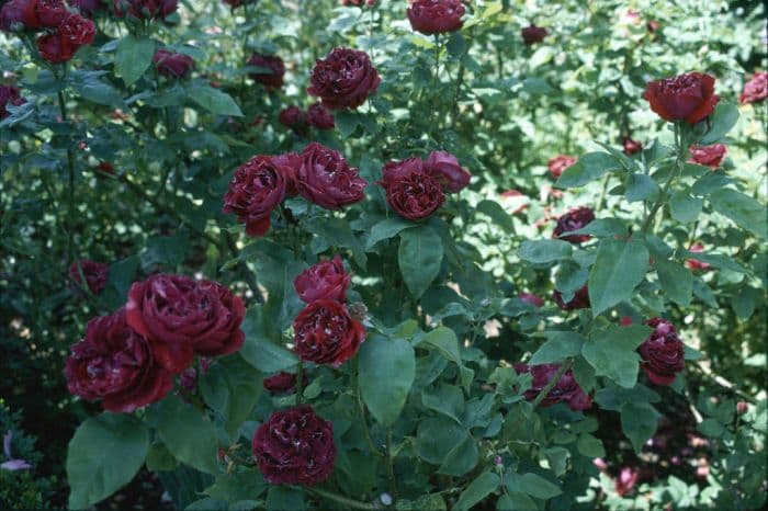 rose 'Baron Girod de l'Ain'