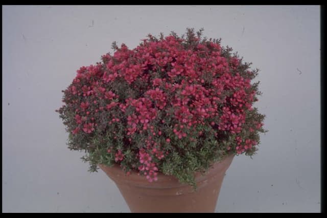 Tea tree 'Nichollsii Nanum'