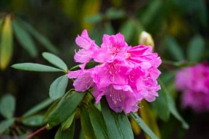 Rhododendron 'Nobleanum Venustum'