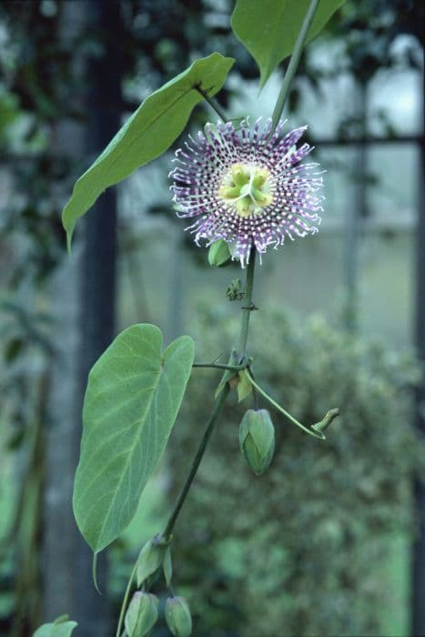 sweet granadilla