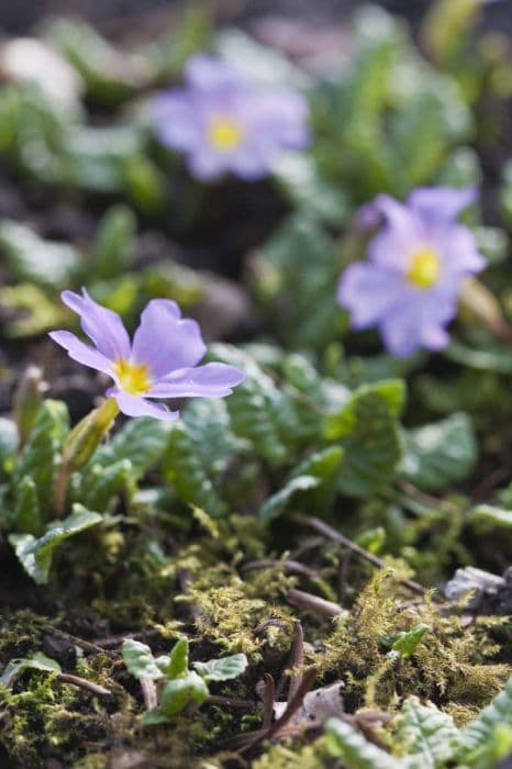 Sibthorp primrose