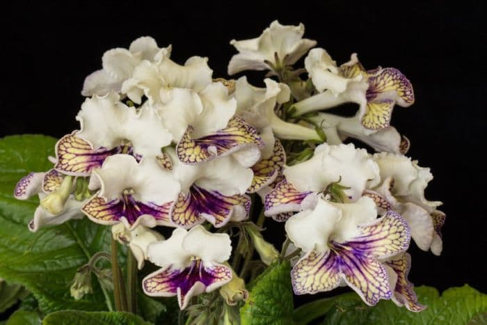 Cape primrose 'Harlequin Damsel'