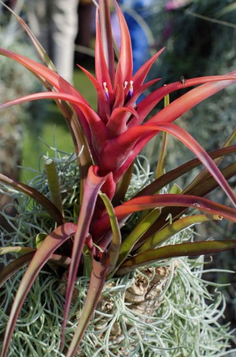 Head-forming air plant