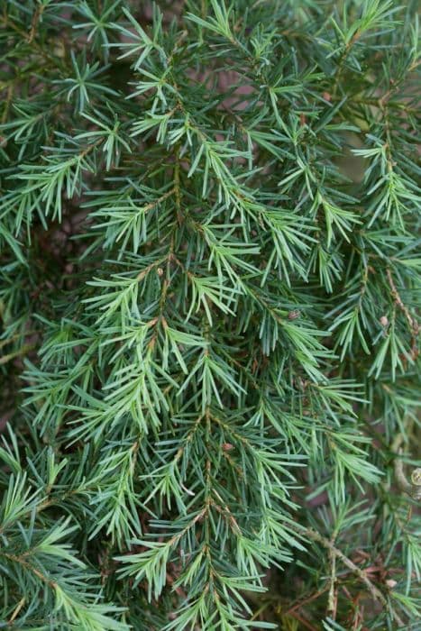 mountain hemlock