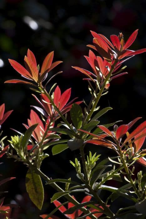 Taiwan pieris